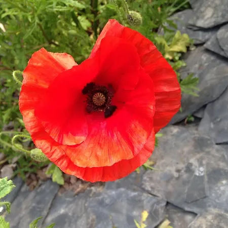 فندق مبيت وإفطار Greenfield D'hotes 4*