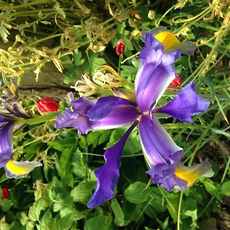 Bed & Breakfast Greenfield D'hôtes