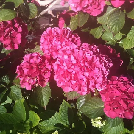 Bed & Breakfast Greenfield D'hôtes Neufchâtel-Hardelot